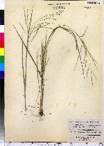 Panicum dichotomiflorum image