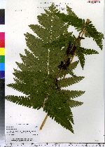 Osmunda claytoniana image