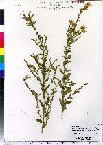 Genista tinctoria image