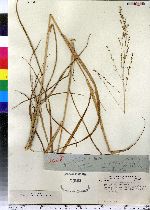 Panicum virgatum image