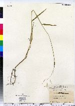 Image of Eragrostis scaligera