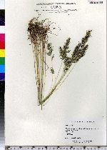 Poa bulbosa image