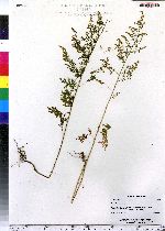 Artemisia annua image