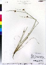 Schoenoplectus smithii image