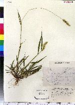 Setaria viridis image