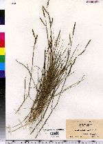 Spartina patens image