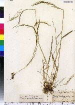 Sphenopholis palustris image
