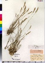 Trisetum spicatum image