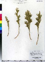 Lycopodium hickeyi image