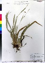 Carex lasiocarpa image