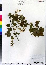 Ribes americanum image