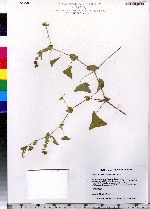 Persicaria perfoliata image