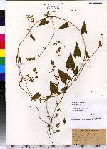 Polygonum convolvulus var. convolvulus image