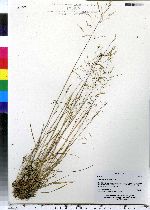 Deschampsia cespitosa image