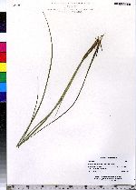 Juncus tenuis image