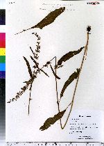 Rumex verticillatus image