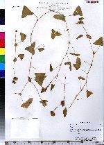 Polygonum perfoliatum image