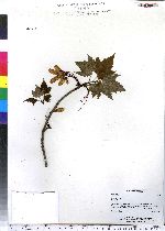 Acer rubrum image