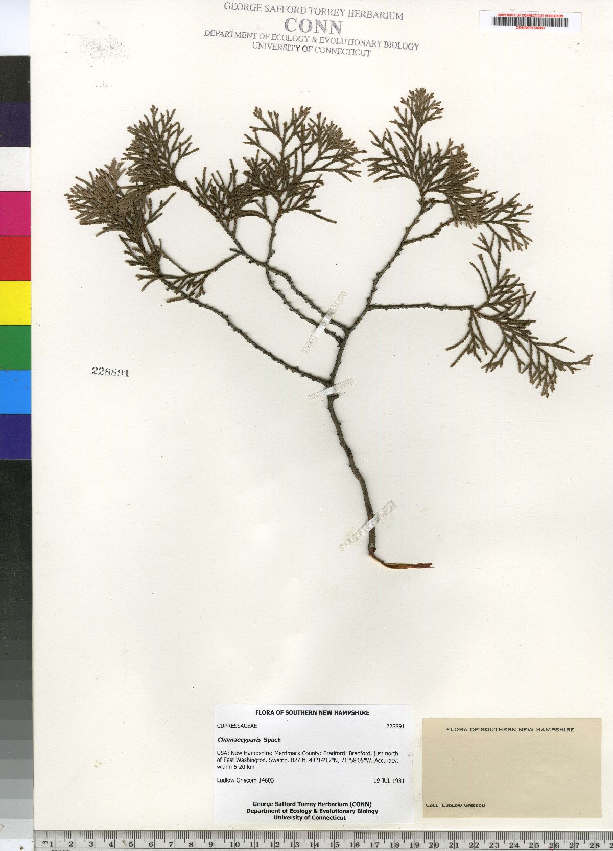 Cupressaceae image