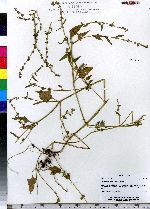 Atriplex prostrata image