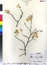 Amelanchier arborea image