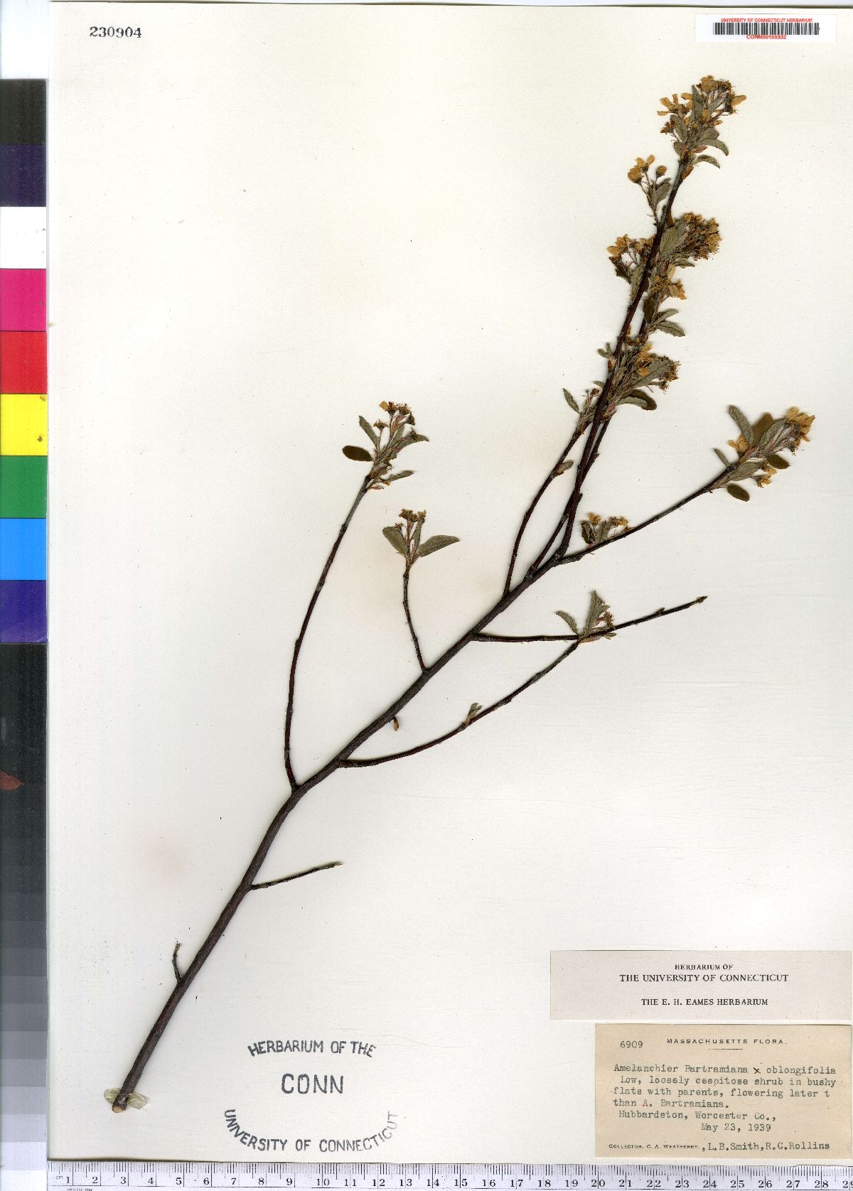 Amelanchier bartramiana × oblongifolia image
