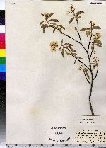 Amelanchier canadensis image