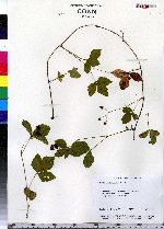 Rubus flagellaris image