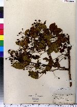 Rubus frondosus image