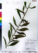 Solidago caesia image