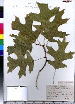 Quercus velutina image