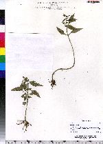 Bidens eatoni image