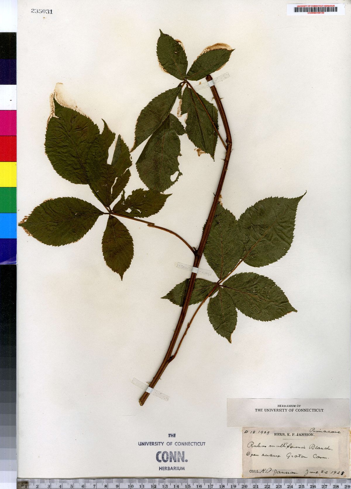 Rubus multiformis image