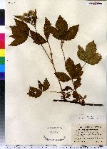 Rubus multiformis image