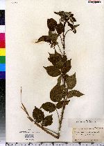 Rubus multispinus image