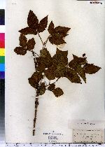 Rubus multispinus image