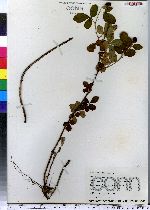 Rubus occidentalis image