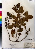 Rubus insons image