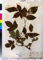 Rubus insons image