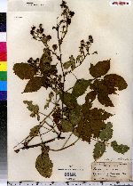Rubus insons image