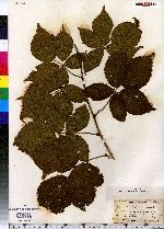 Rubus plicatifolius image