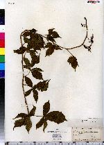 Rubus plicatifolius image