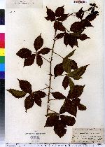 Rubus plicatifolius image