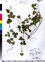 Rubus pubescens image