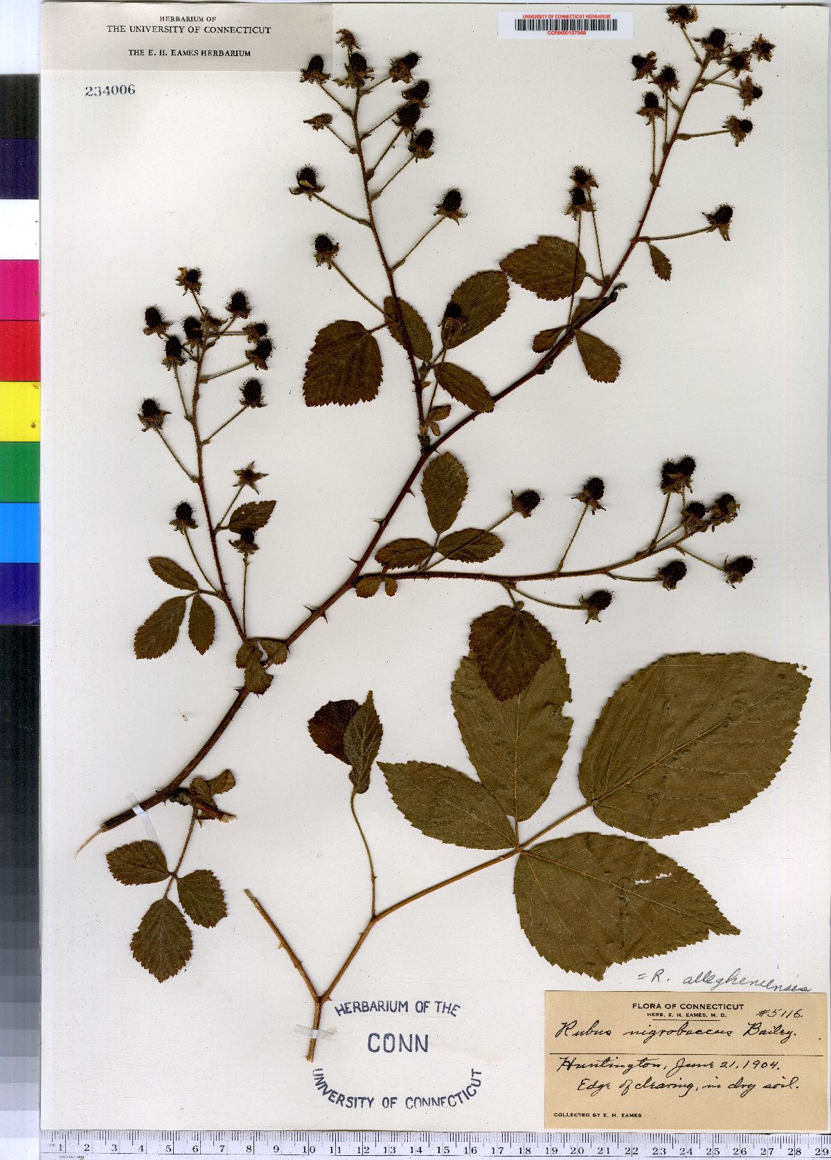 Rubus allegheniensis var. allegheniensis image