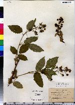 Rubus canadensis image