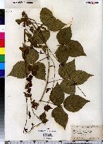 Rubus flagellaris image