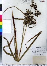 Scirpus microcarpus image