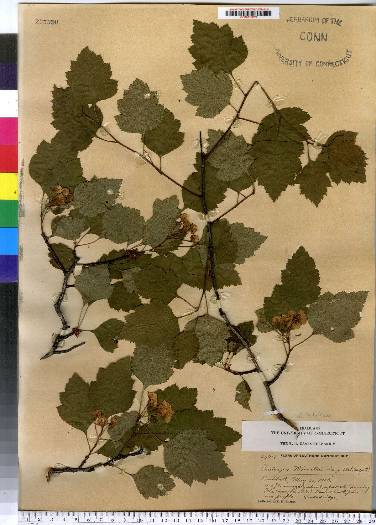 Crataegus bissellii image