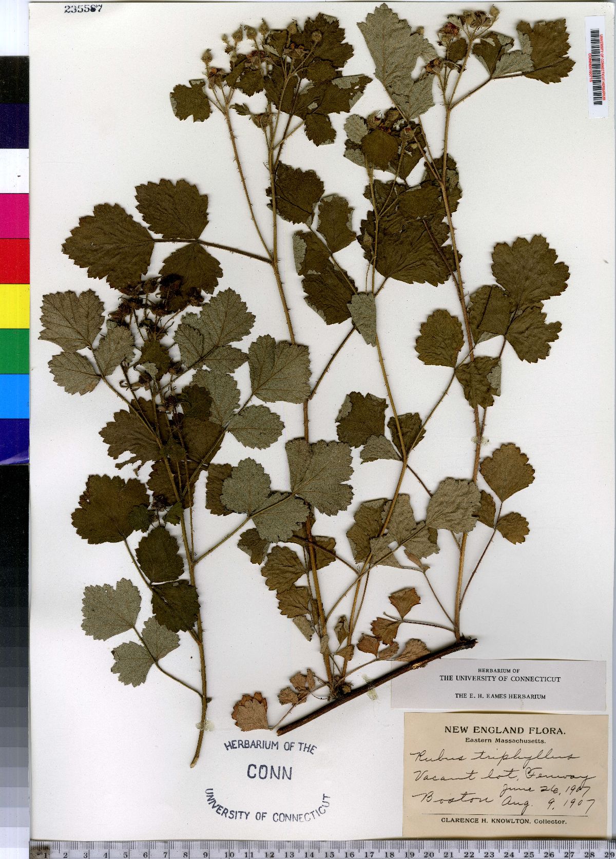 Rubus triphyllus image